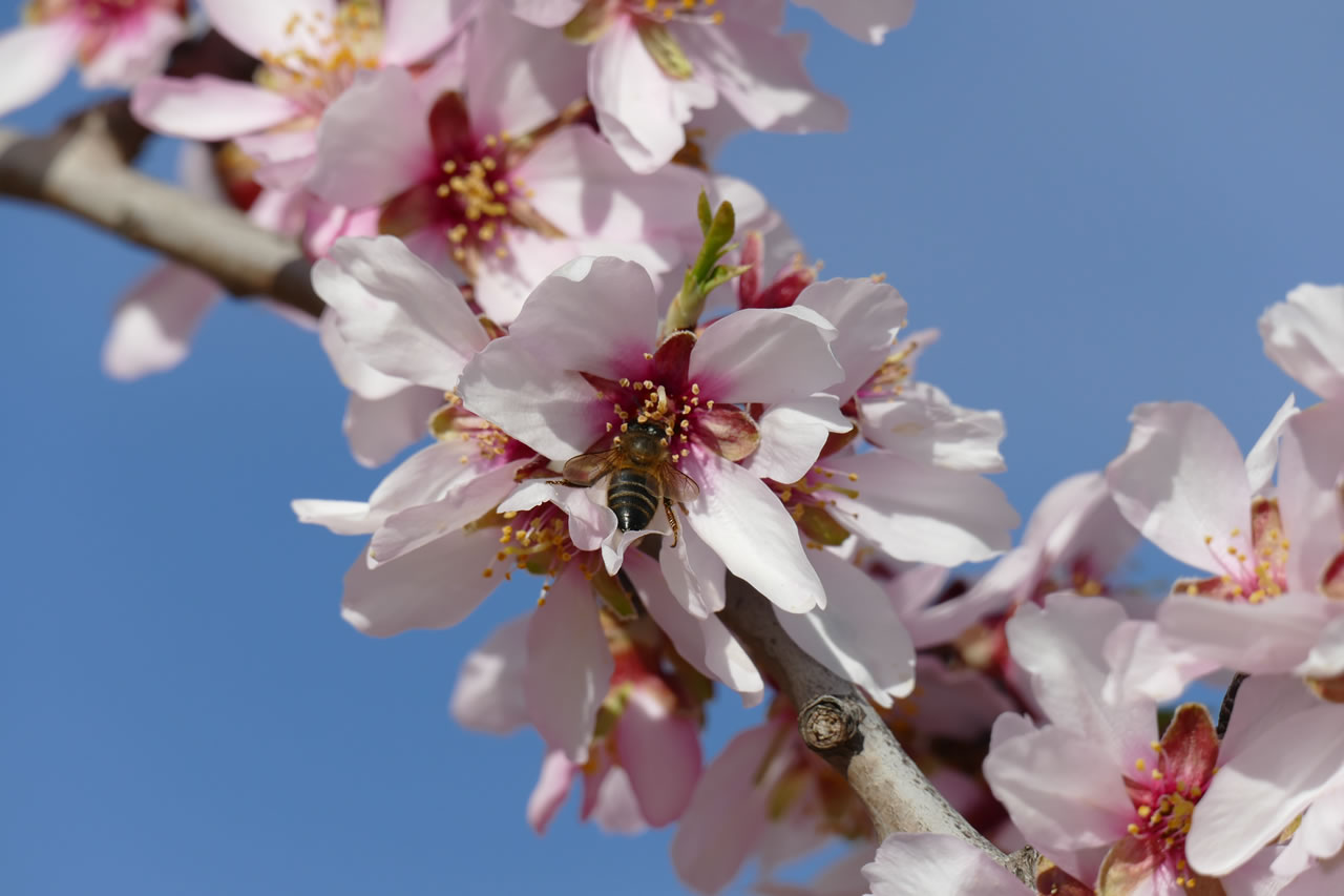 Almendras 3 Kg. de Mas dels Fumeros