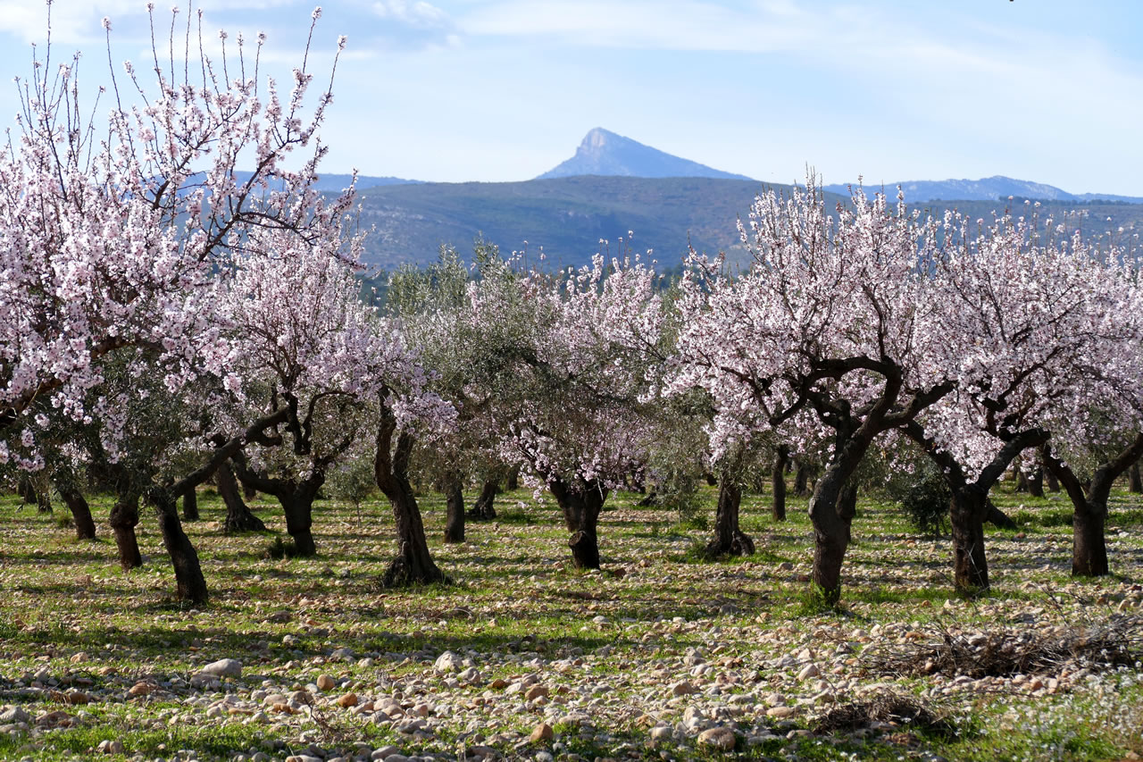 Almonds 3 Kg. de Mas dels Fumeros