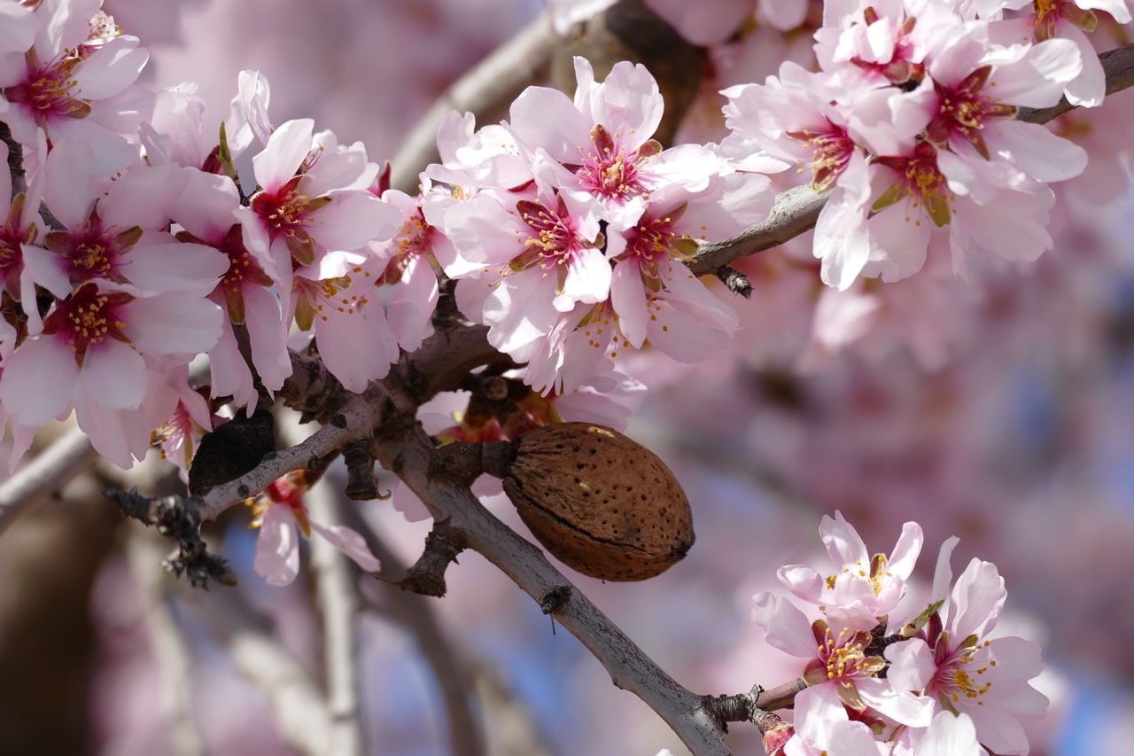 Almendras 3 Kg.