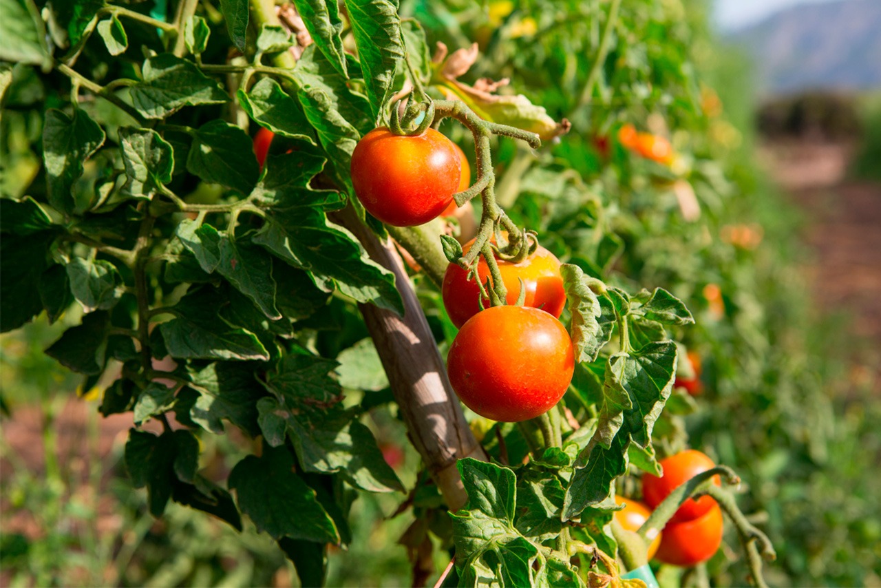 Tomate de colgar (ristra)