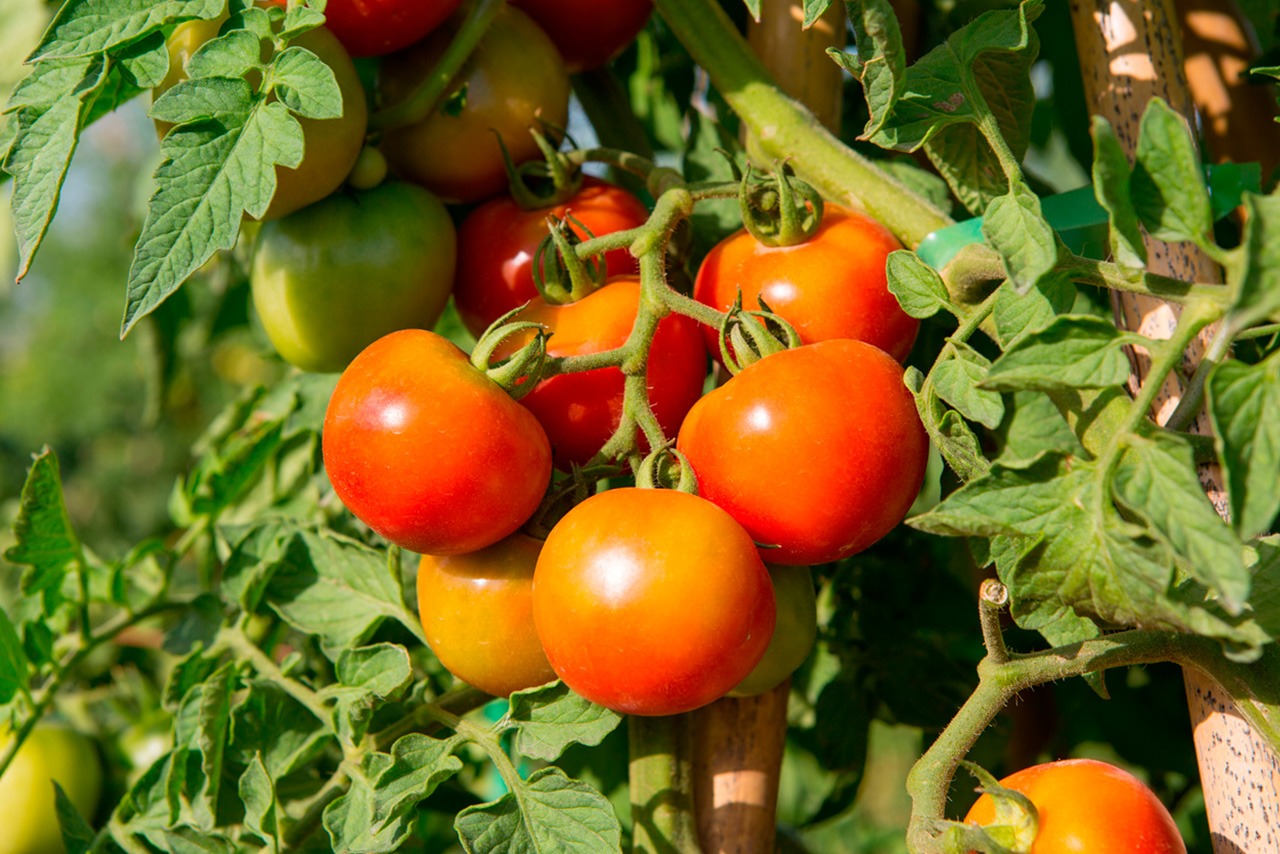 Tomate de colgar (ristra)