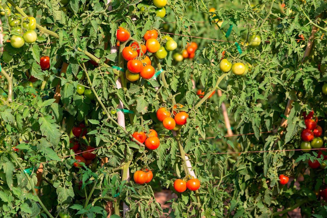Tomate de colgar Premium (ristra)