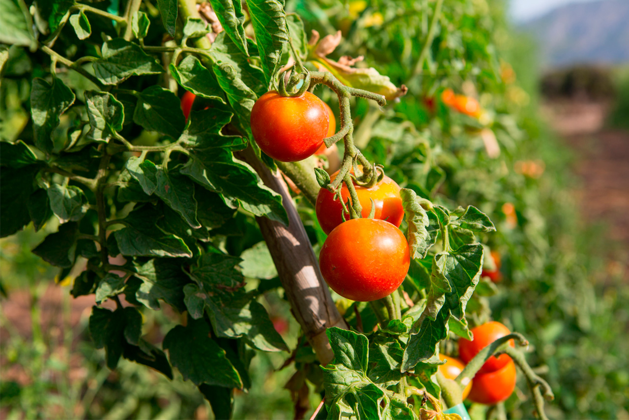 Compra Tomate de colgar BIO (ristra) de Castellón