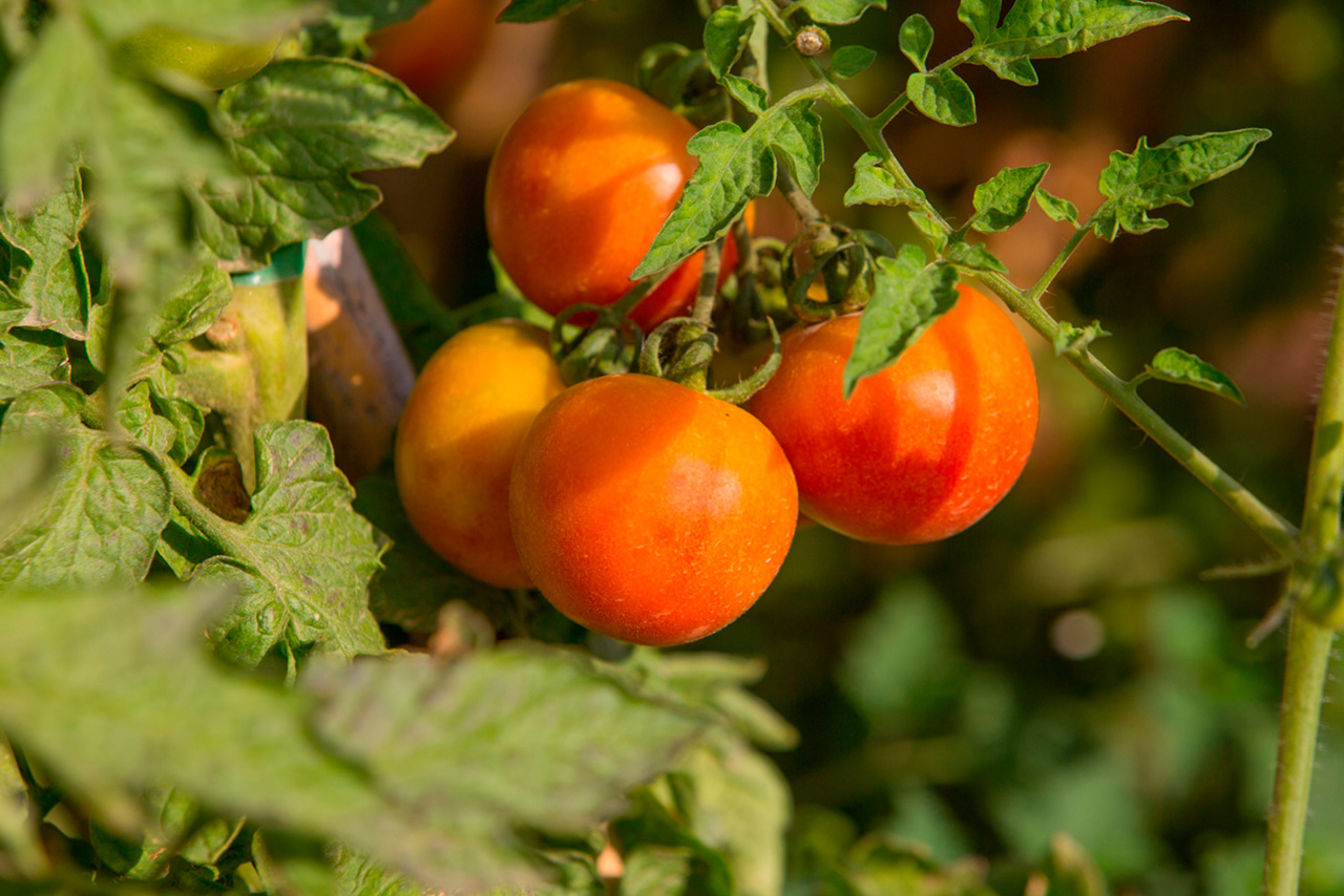 Compra Tomate de colgar BIO (ristra) de Castellón