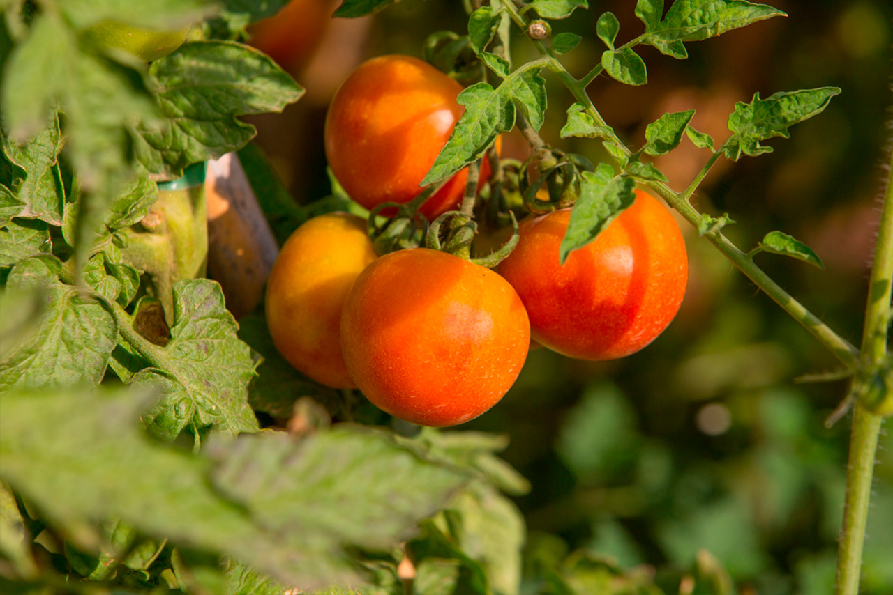 Compra Tomate suspendue premium (Ristra) de Castellón