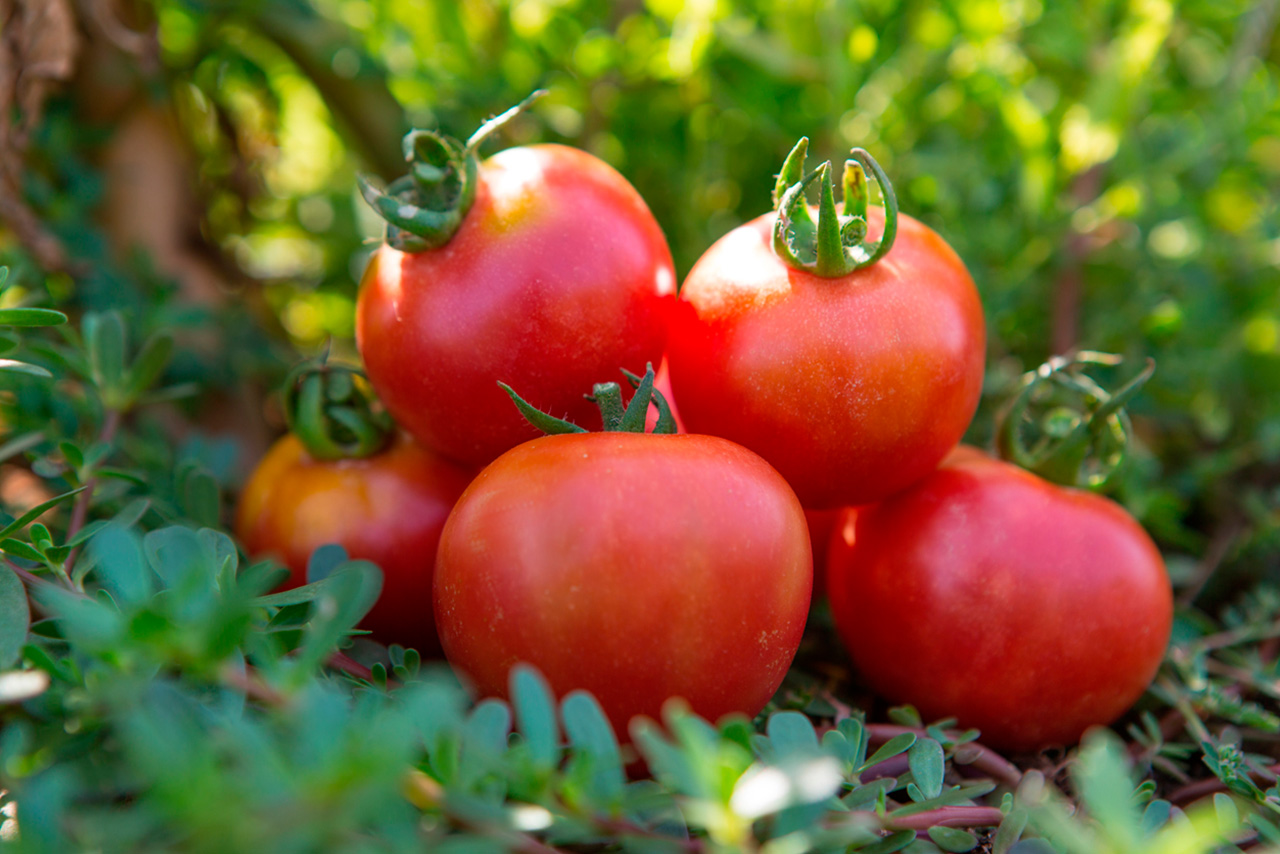 Compra Tomate de colgar Premium (ristra) de Castellón