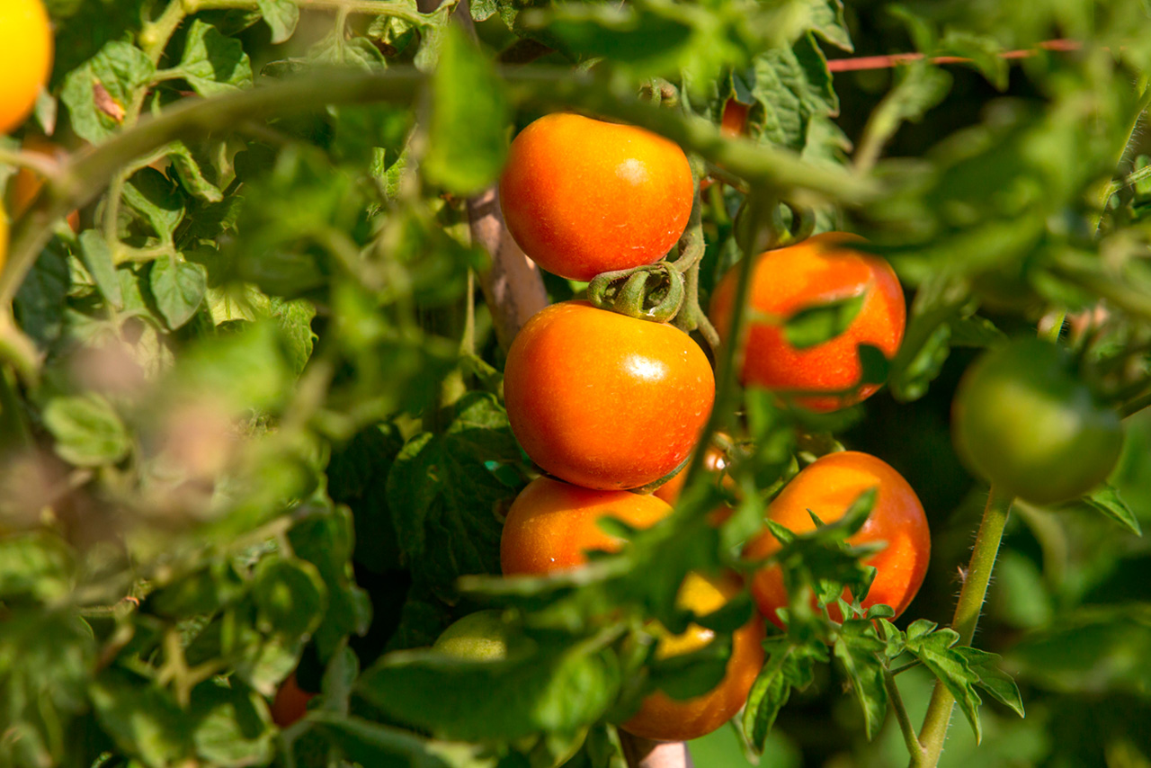 Compra Tomate de colgar BIO (ristra) de Castellón