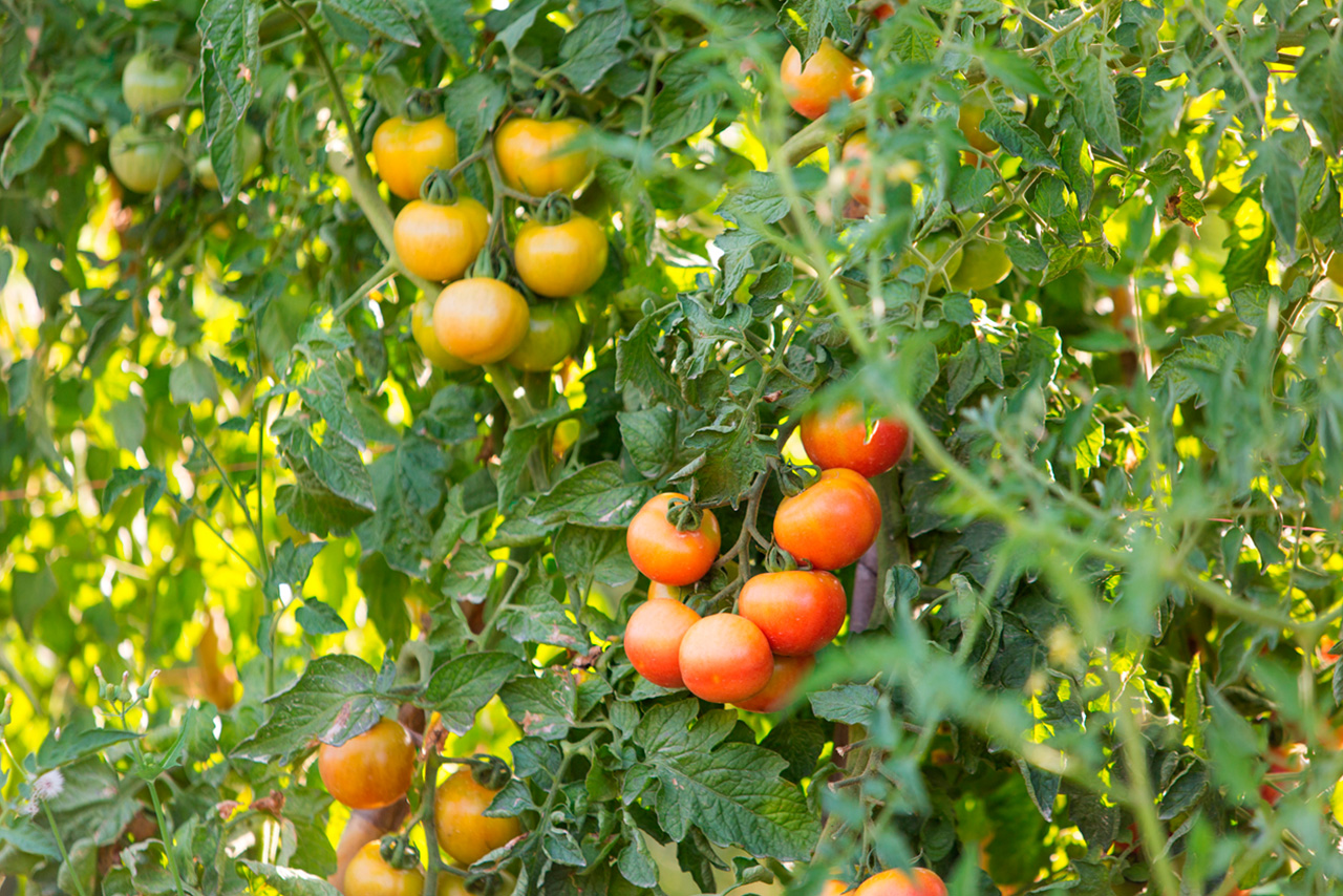 Compra Tomate de colgar (tarrina 500 gr.) de Castellón