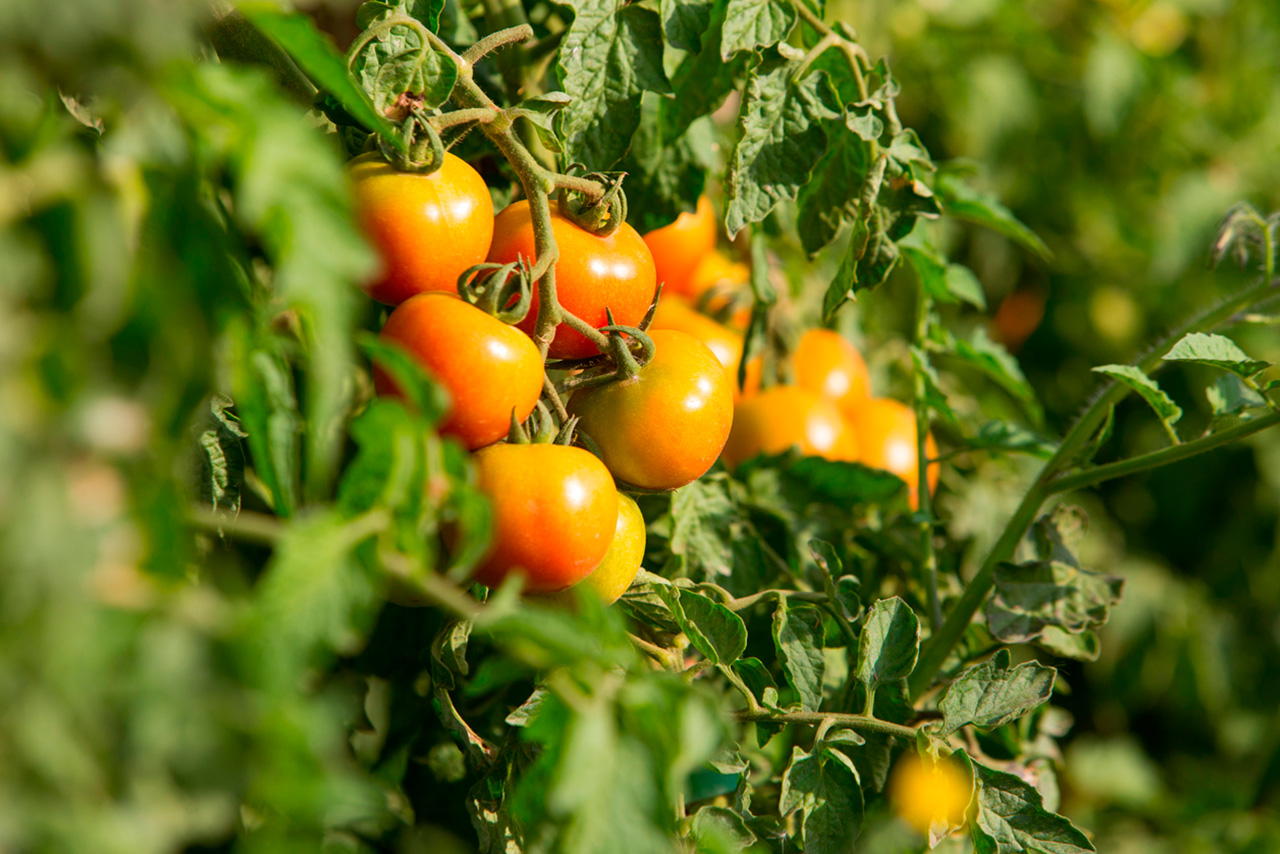 Compra Tomate de colgar BIO (ristra) de Castellón