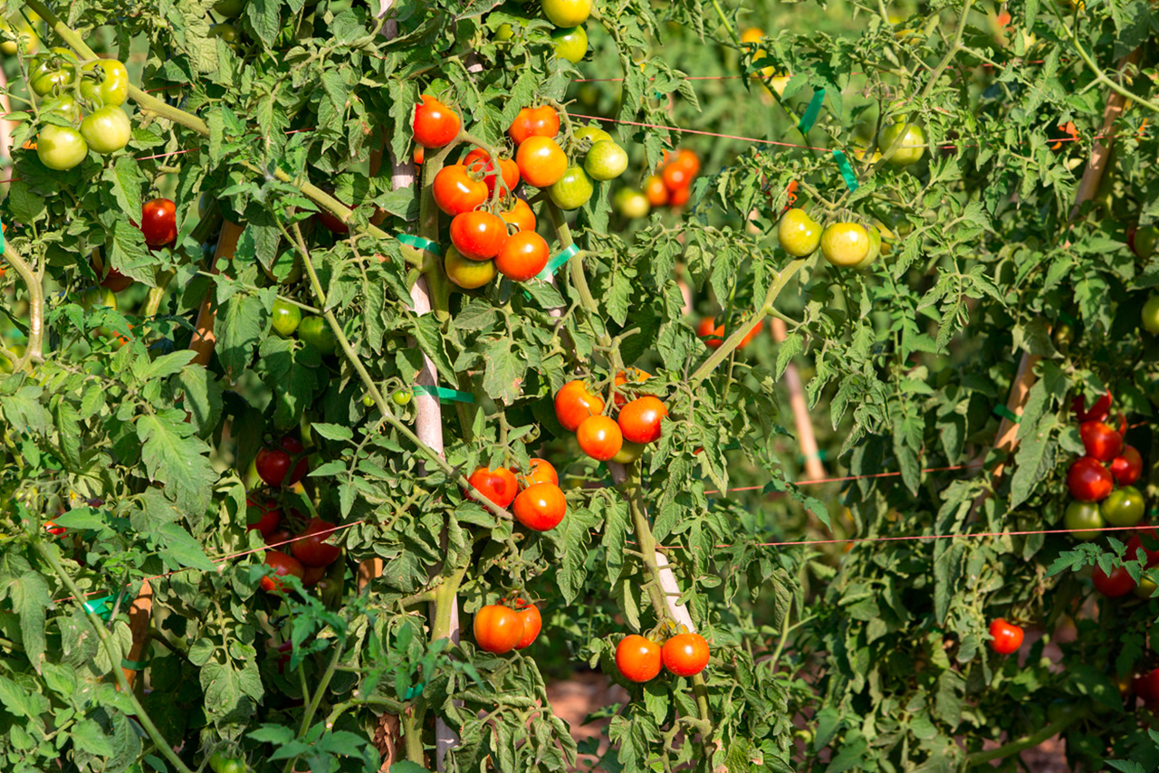 Compra Tomate de colgar (tarrina 700 gr.) de Castellón