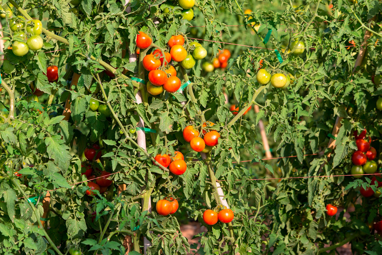 Compra Tomate de colgar Premium (ristra) de Castellón