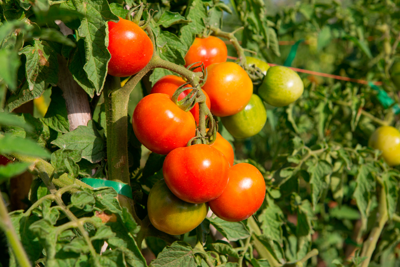 Compra Tomate de colgar (tarrina 400 gr.) de Castellón