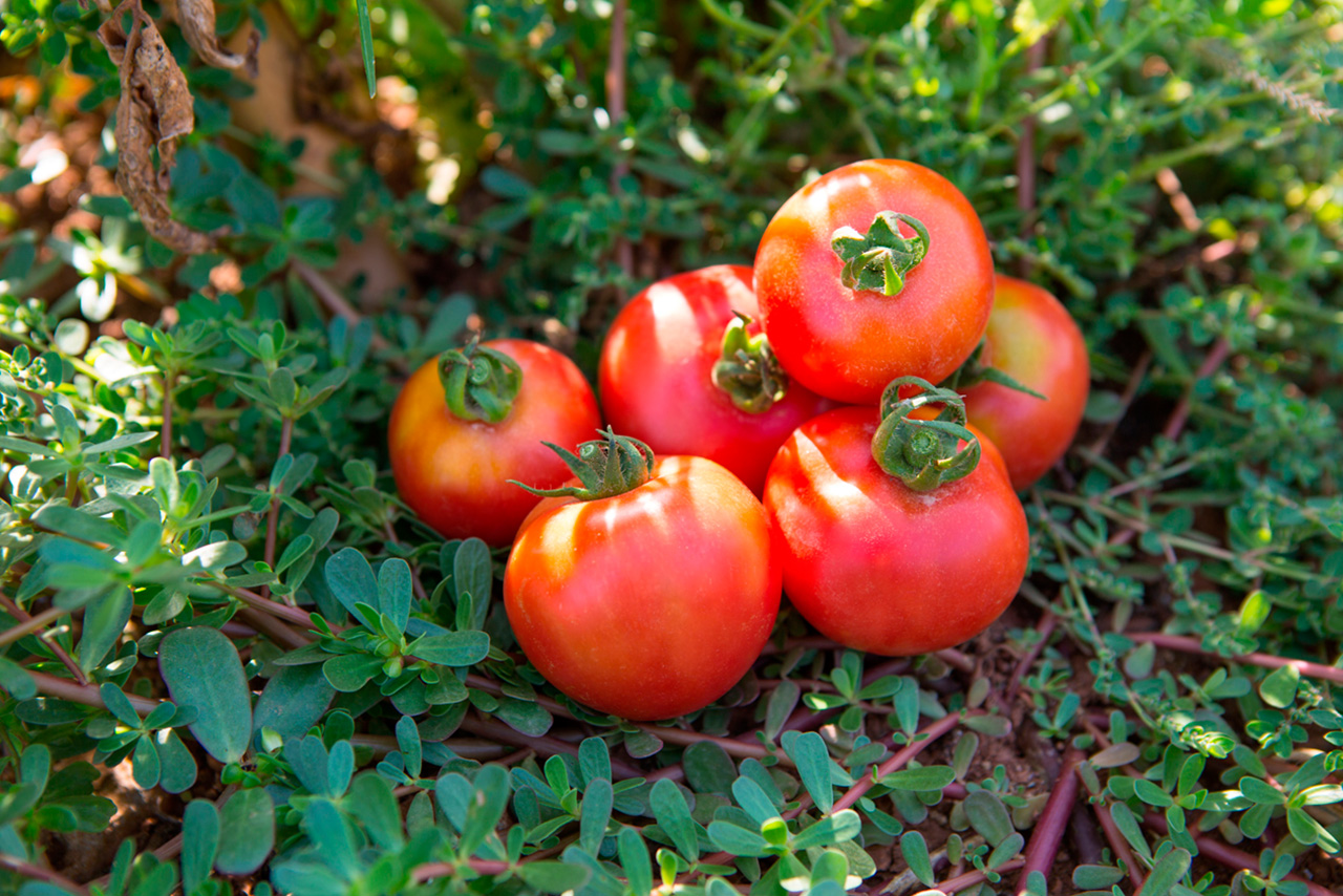 Compra Tomate de colgar (pitufos) de Castellón